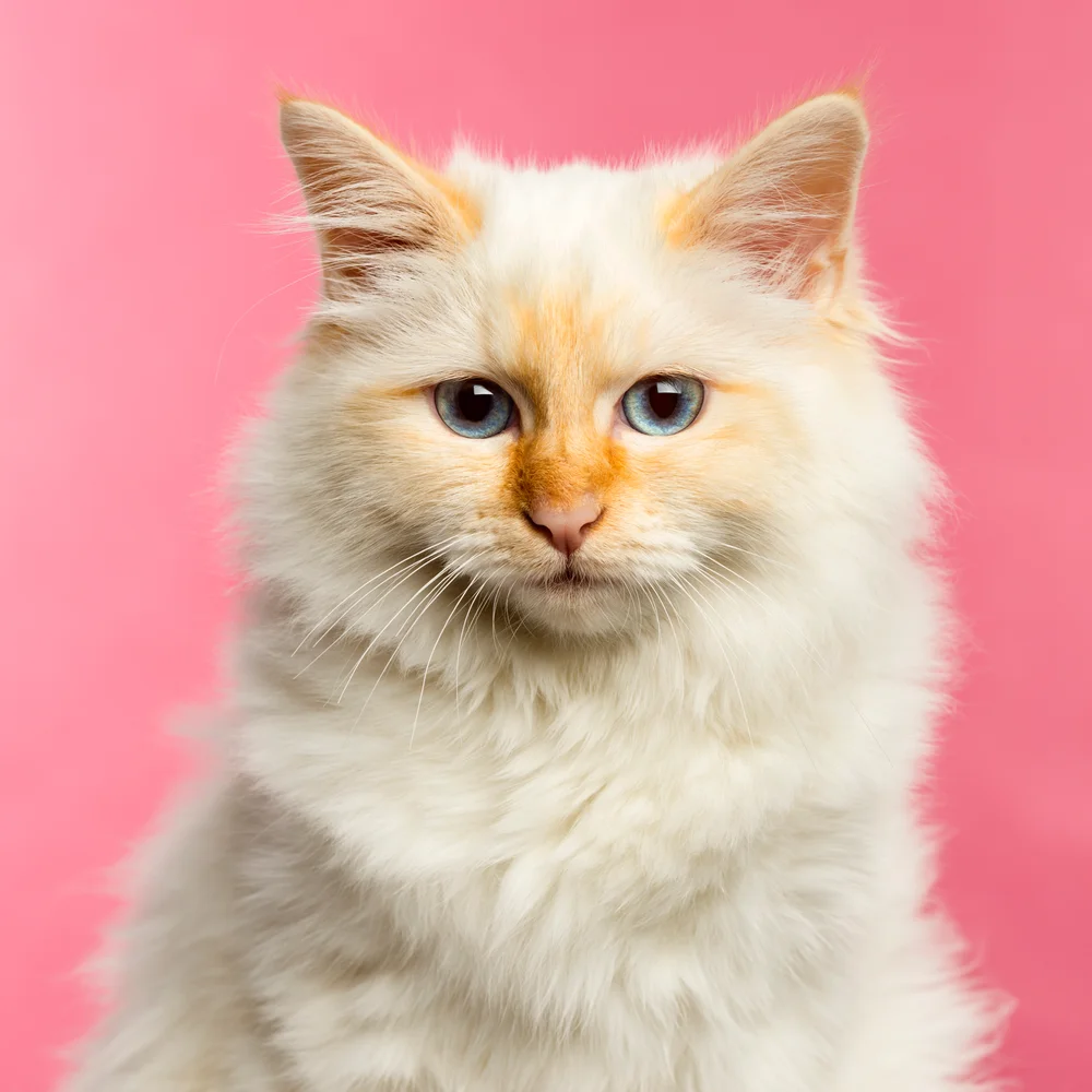 Tablou canvas: Portret Pisică cu Blană Pufoasă pe Fundal Roz - Thumbnail 2