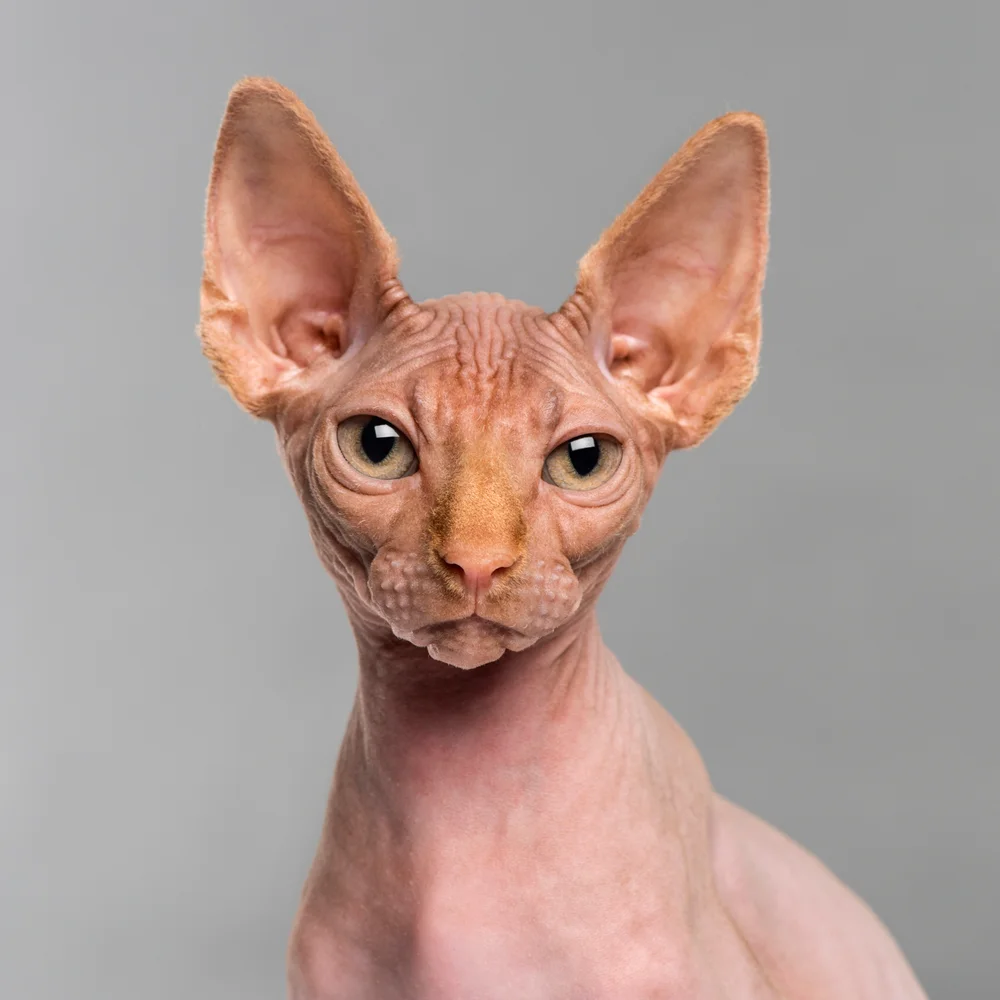 Tablou canvas: Portret Pisică Sphynx pe Fundal Gri - Thumbnail 2