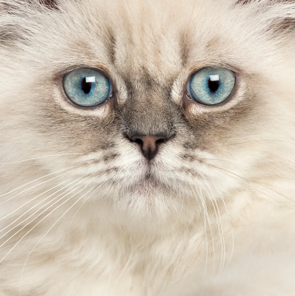 Tablou canvas: Portret Pisică cu Ochi Albaștri (2) - Thumbnail 2