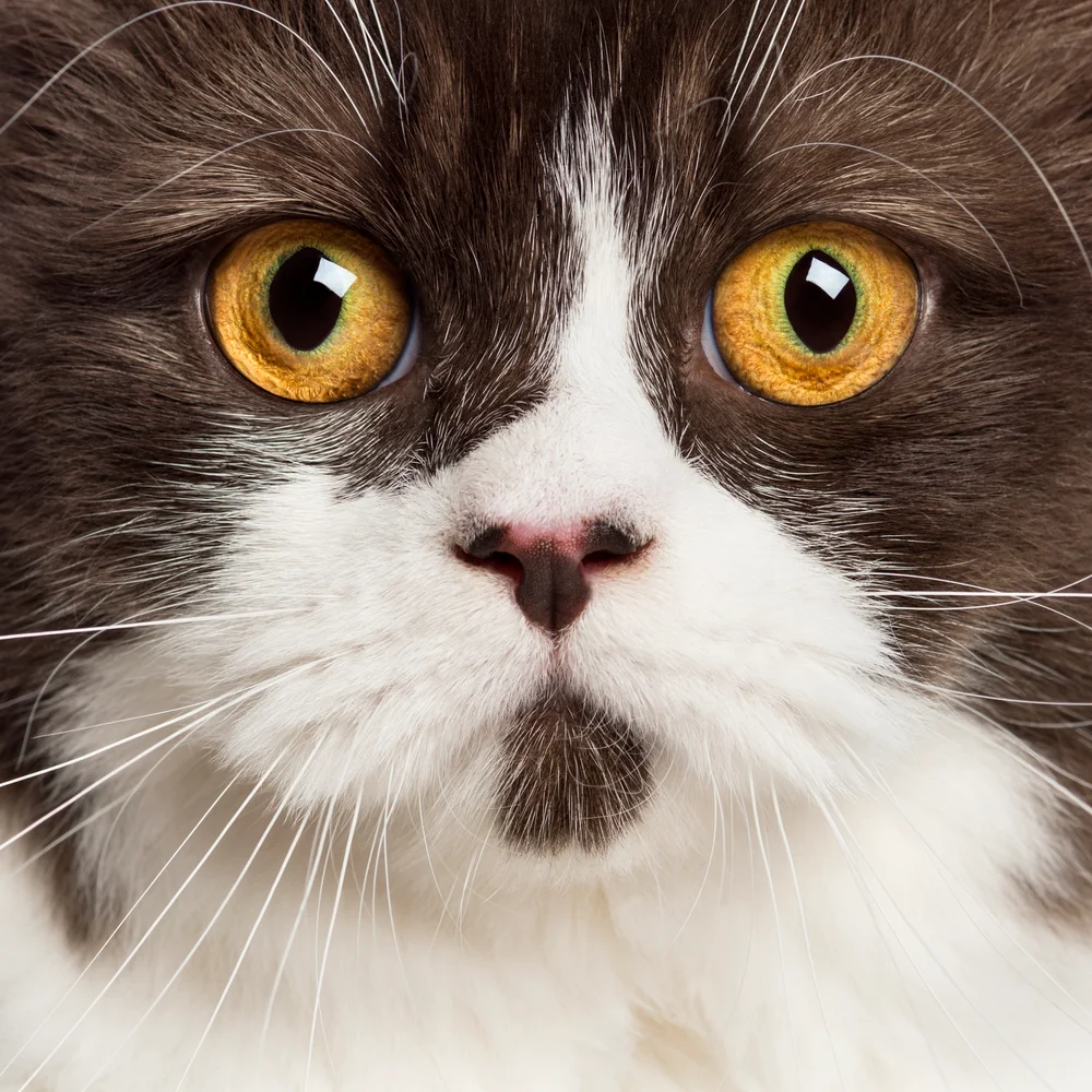 Tablou canvas: Portret Pisică cu Ochi Aurii 3 - Thumbnail 2