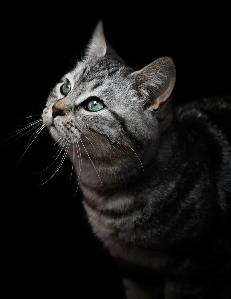 Tablou canvas: Portret Pisică cu Blană Tigrată (2) - Thumbnail 2