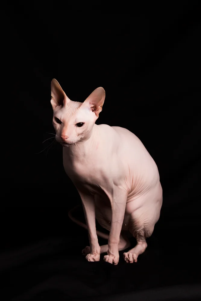 Tablou canvas: Portret Pisică Sphynx pe Fundal Negru - Thumbnail 2