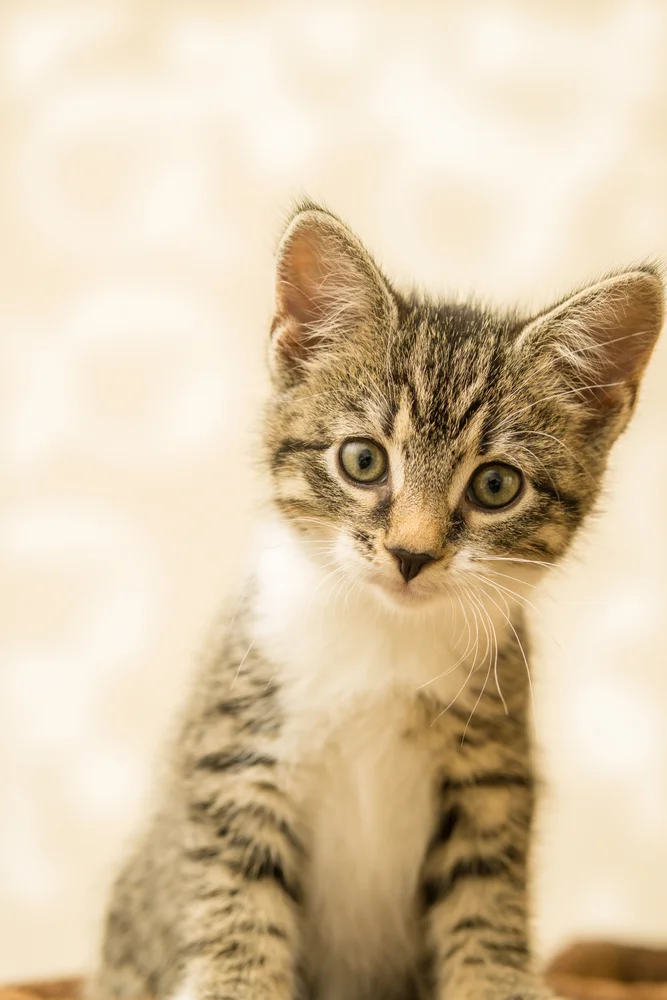 Tablou canvas: Portret Pisoi în Fundal Bej - Thumbnail 2