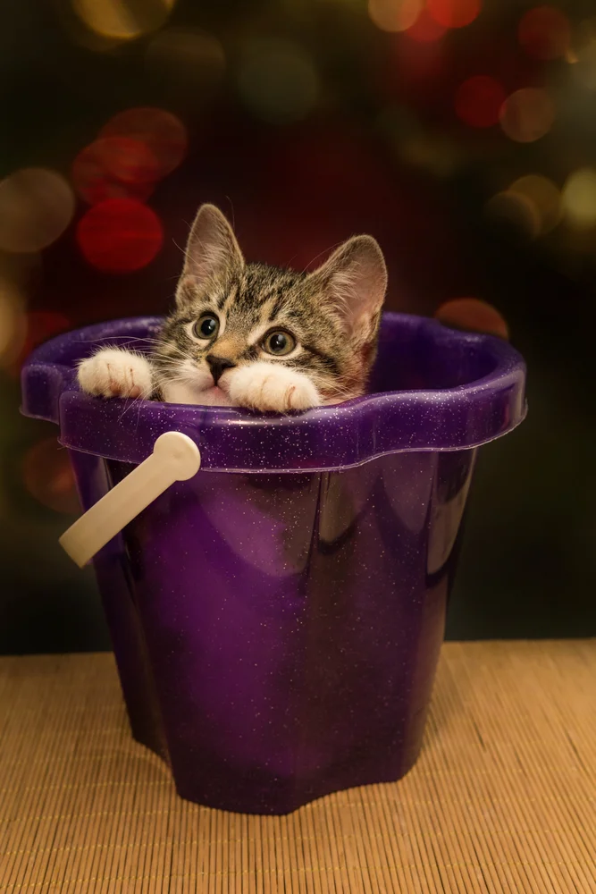 Tablou canvas: Pisică Jucăușă în Găleată Mov - Thumbnail 2