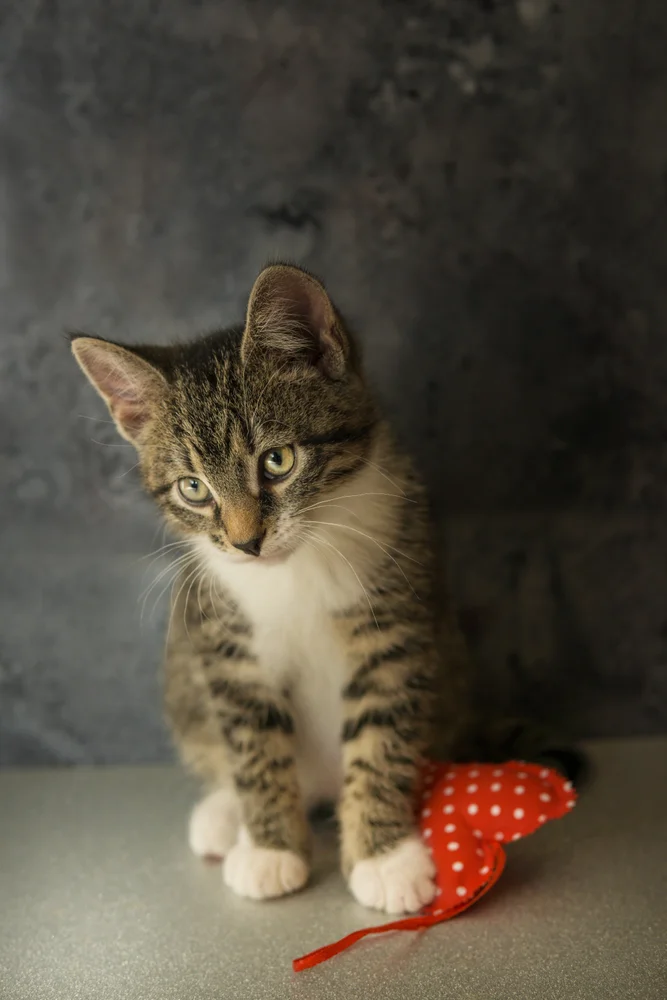 Tablou canvas: Pisoi Jucăuș cu Fundal Gri - Thumbnail 2