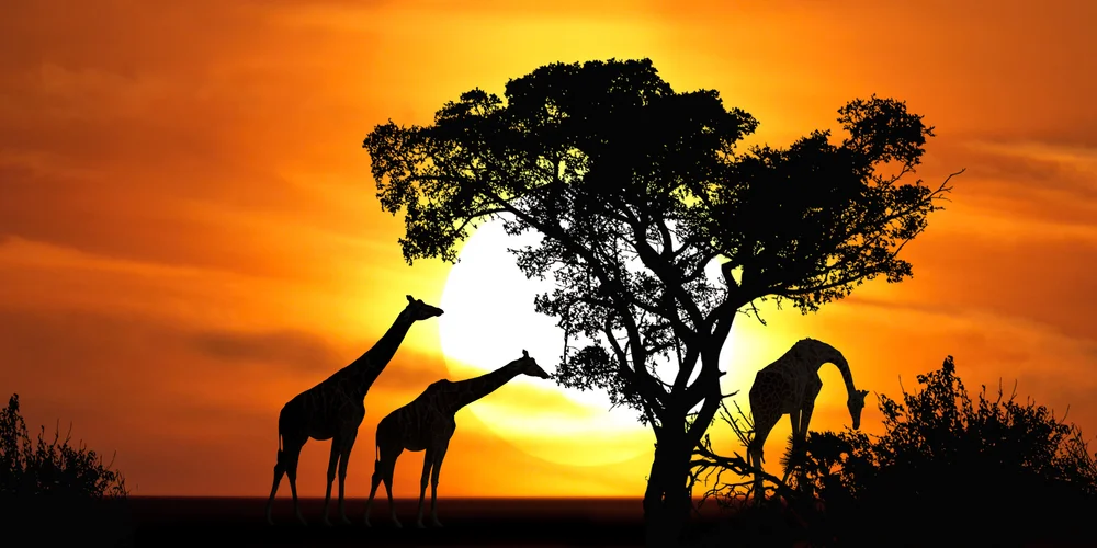Tablou canvas: Giraffe la Apus în Savannah Africană - Thumbnail 2