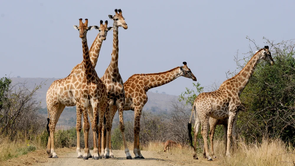 Tablou canvas: Girafe în Peisaj African Sălbatic - Thumbnail 2