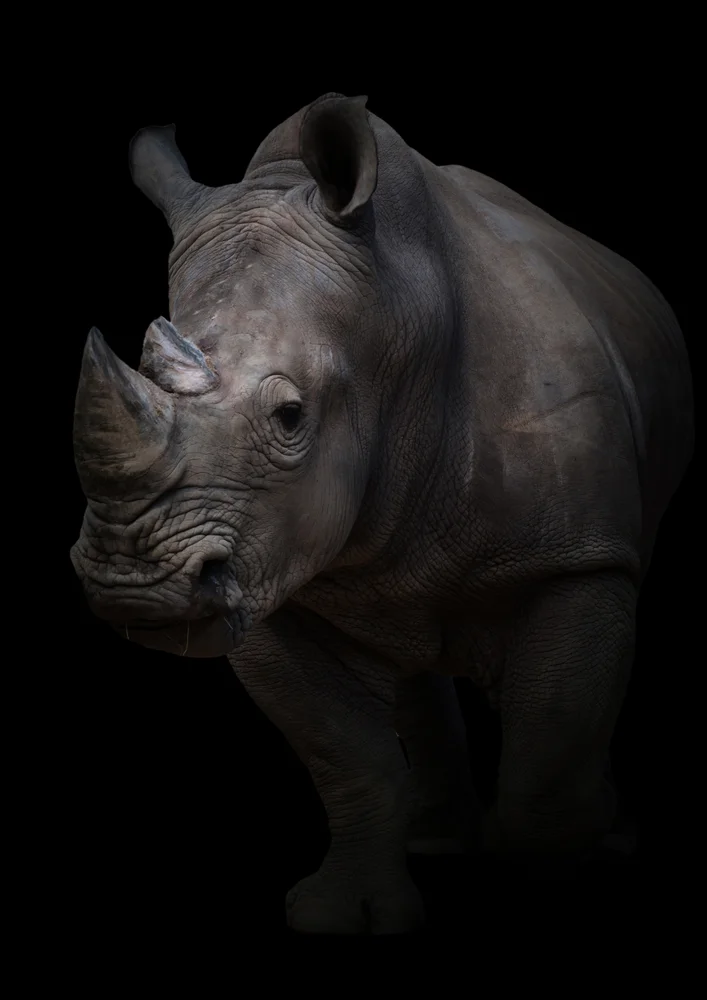 Tablou canvas: Portret Realist Rinocer pe Fundal Negru (2) - Thumbnail 2