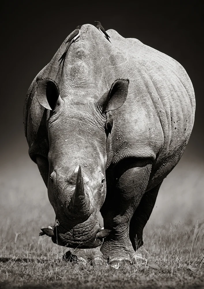 Tablou canvas: Rinocer Monocrom cu Păsări - Thumbnail 2