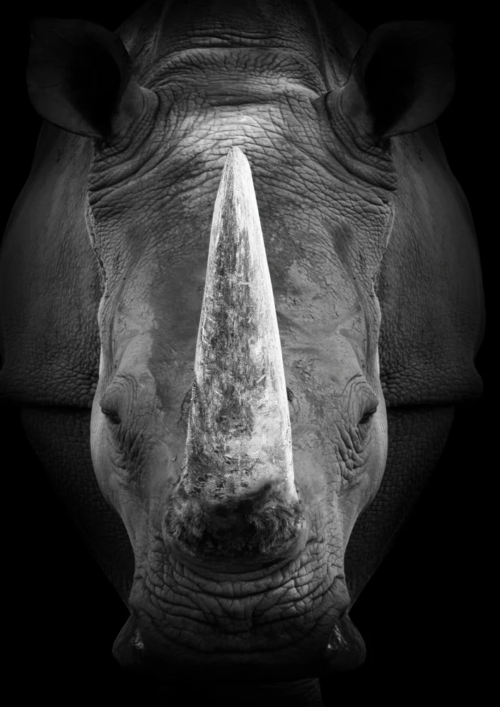 Tablou canvas: Portret Rinocer în Alb-Negru - Thumbnail 2