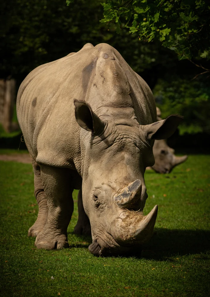 Tablou canvas: Rinocer în Peisaj Natural - Thumbnail 2