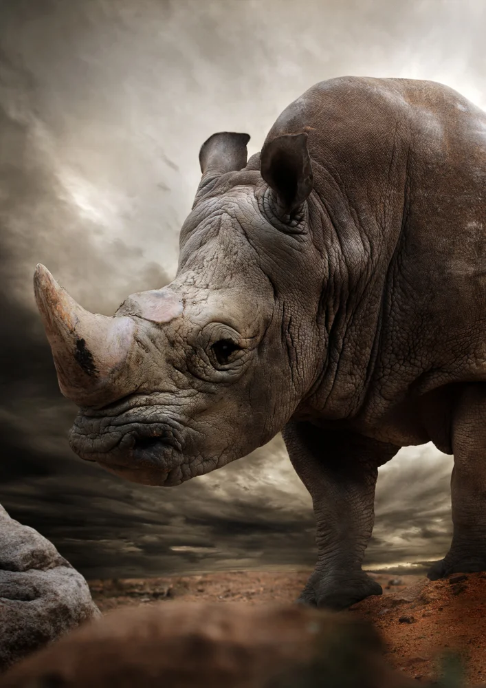 Tablou canvas: Portret Realist de Rinocer - Thumbnail 2