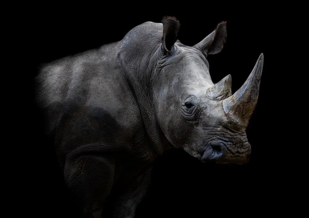 Tablou canvas: Portret Realist Rinocer pe Fundal Negru 2 - Thumbnail 2