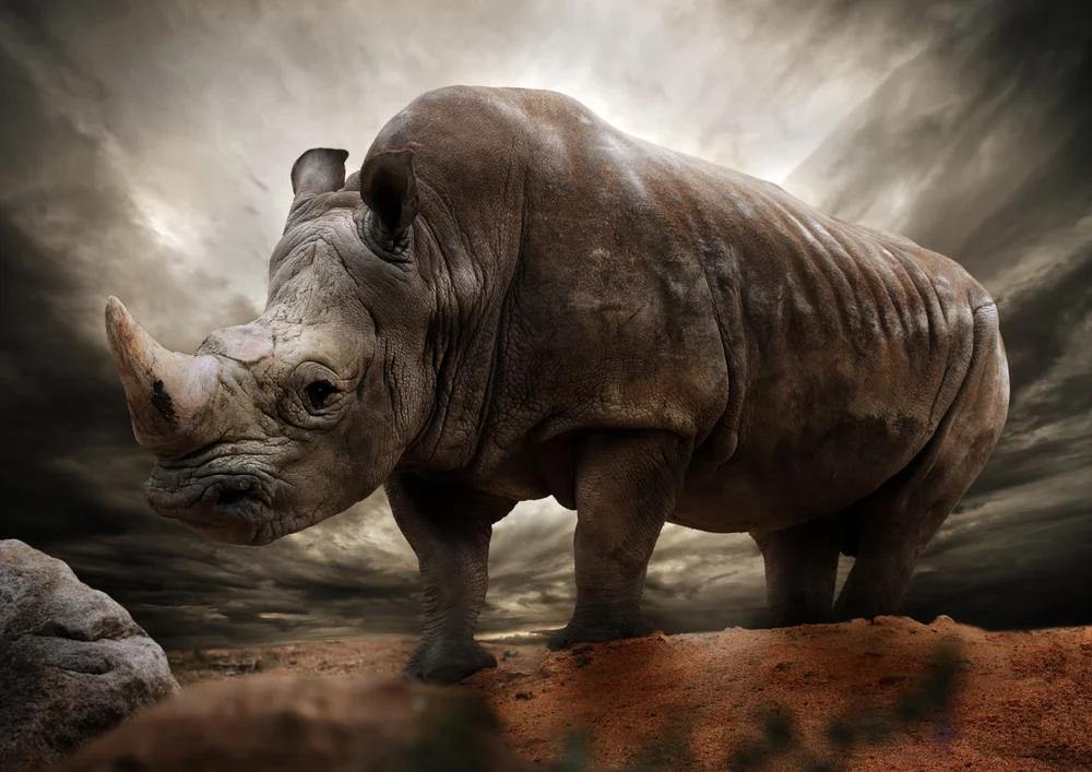 Tablou canvas: Rinocer în Peisaj Dramatic - Thumbnail 2