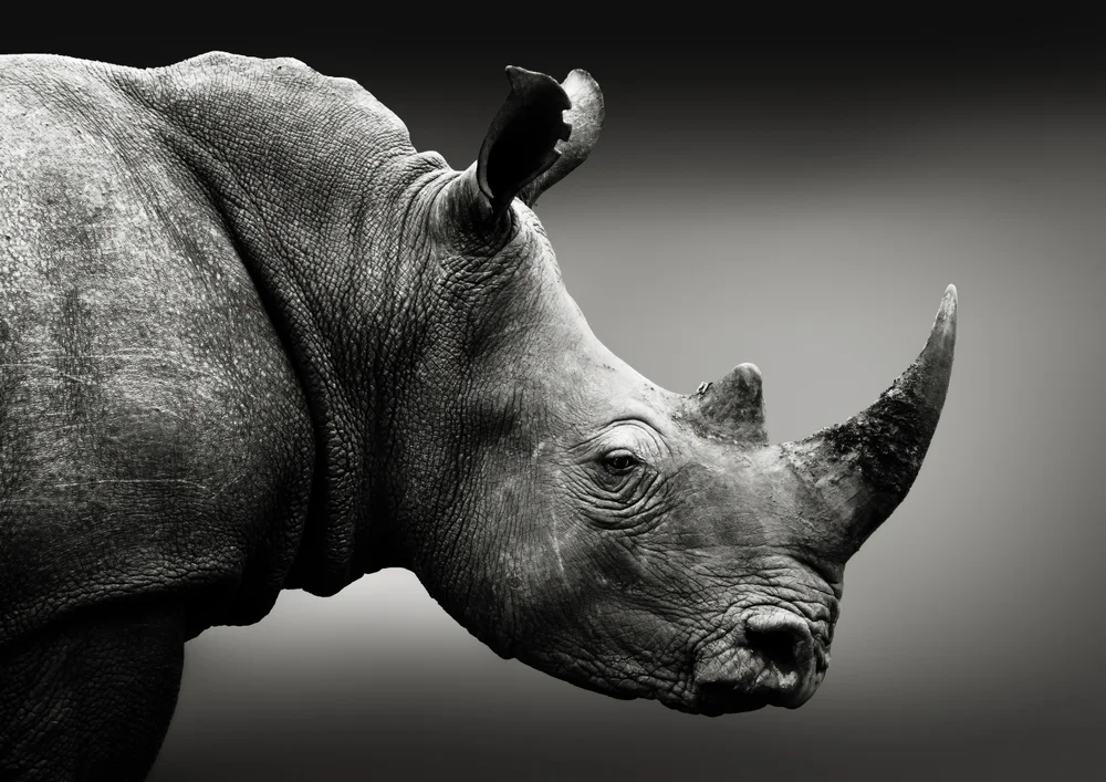 Tablou canvas: Portret Realist de Rinocer în Alb-Negru - Thumbnail 2