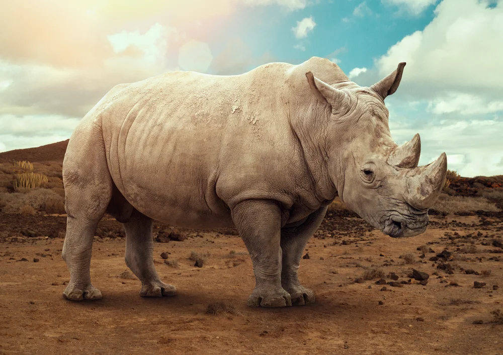 Tablou canvas: Rinocer Alb în Peisaj Sălbatic - Thumbnail 2