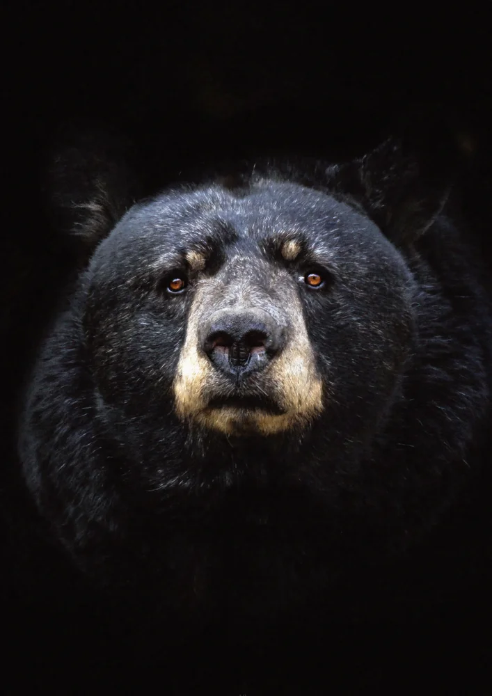 Tablou canvas: Portret Ursoaică în Izolare - Thumbnail 2