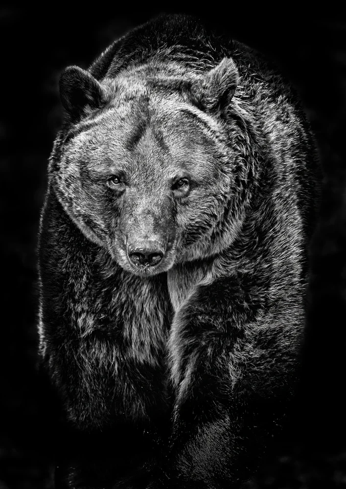 Tablou canvas: Portret de Urs în Alb-Negru - Thumbnail 2