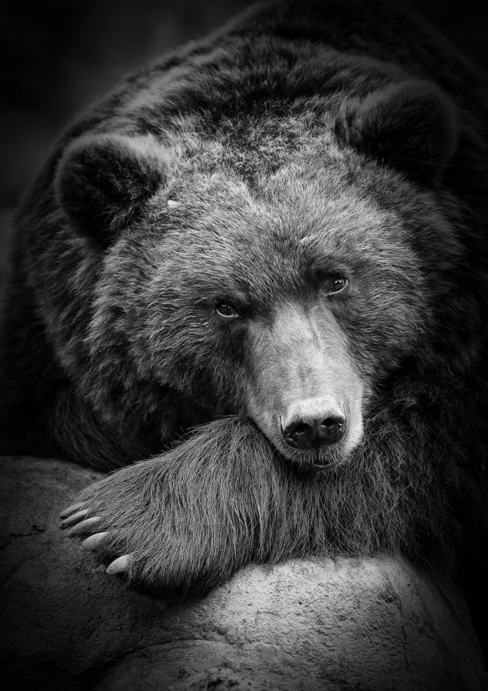 Tablou canvas: Portret de Urs în Alb-Negru (2) - Thumbnail 2