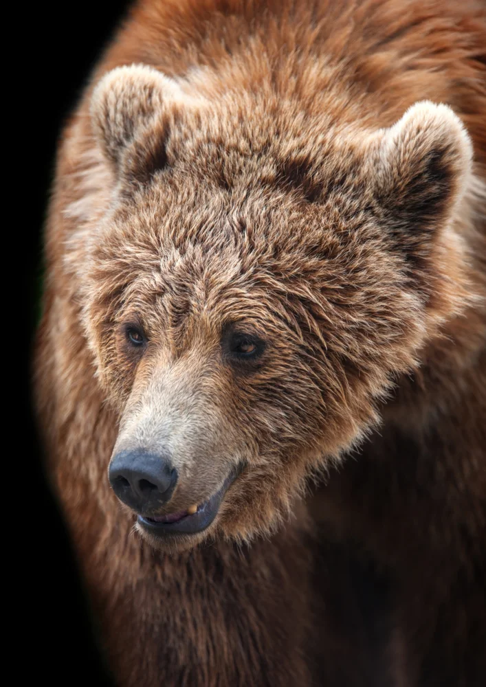 Tablou canvas: Portret Realist de Urs Brun - Thumbnail 2