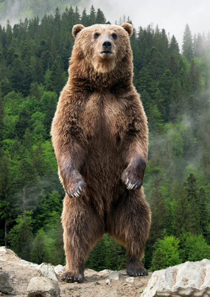 Tablou canvas: Urs în Pădurea Montană - Thumbnail 2