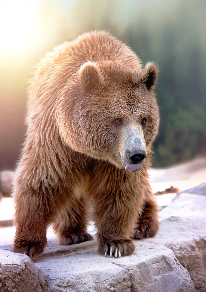 Tablou canvas: Urs Brun în Peisaj Montan - Thumbnail 2