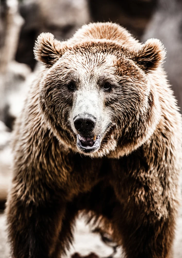 Tablou canvas: Portret Detaliat de Urs Brun - Thumbnail 2