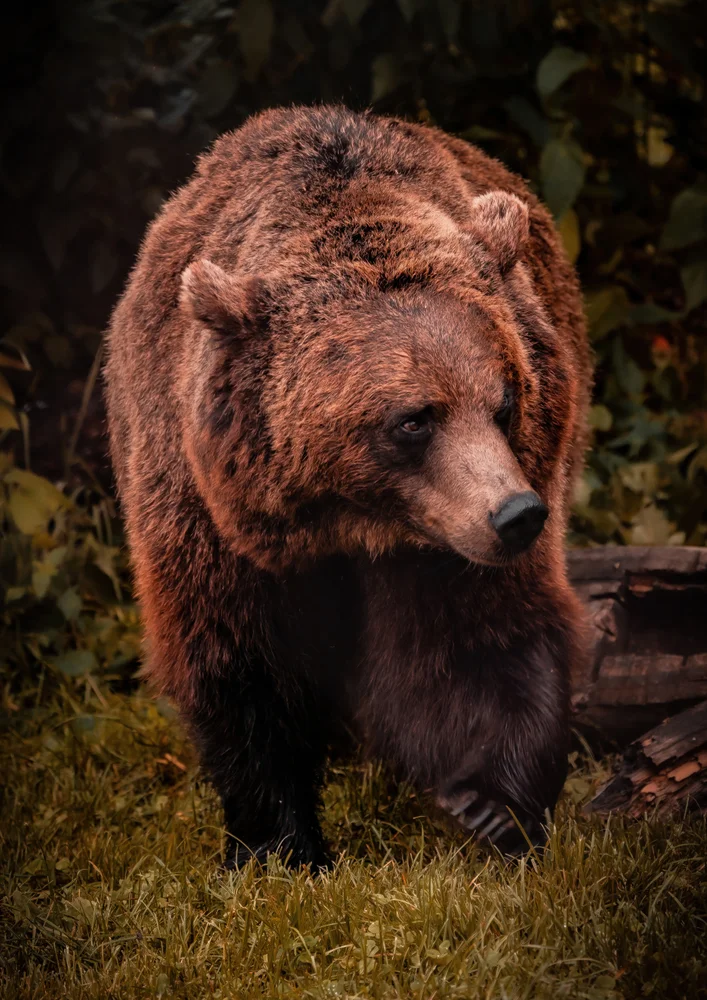 Tablou canvas: Urs Brun în Mediul Natural - Thumbnail 2