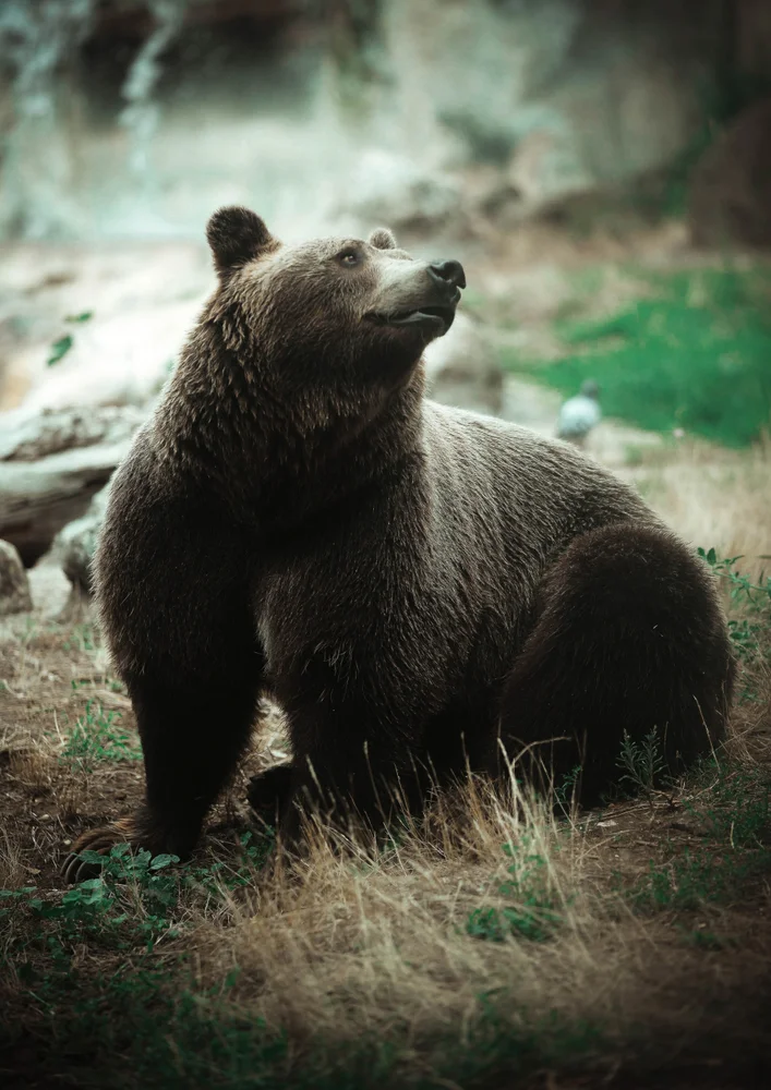 Tablou canvas: Urs în Peisaj Natural - Thumbnail 2