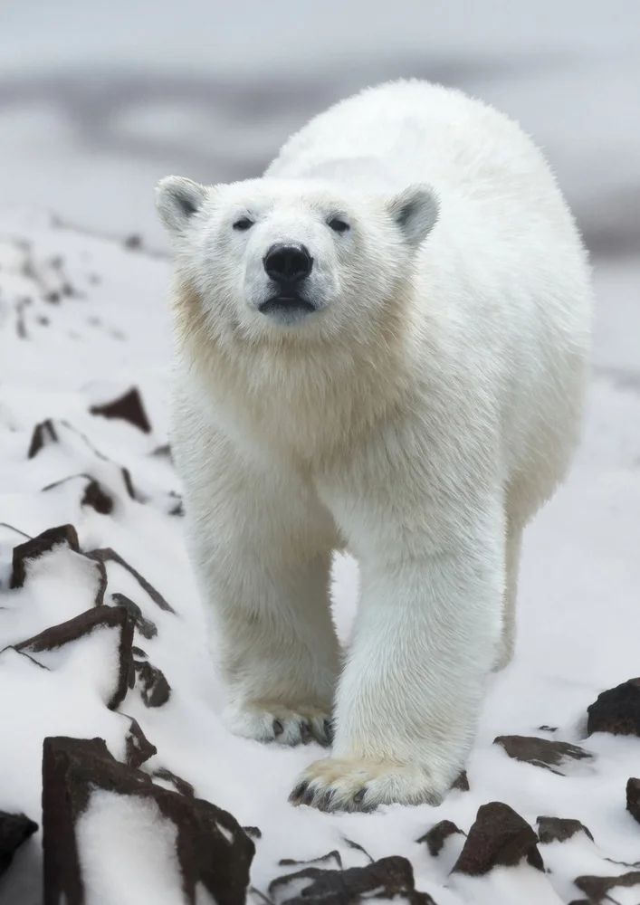 Tablou canvas: Urs Polar în Peisaj Arctic - Thumbnail 2