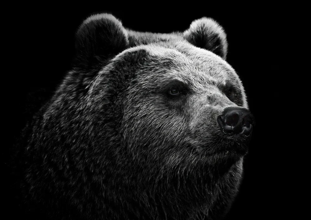 Tablou canvas: Portret Urs în Contrast Monocrom - Thumbnail 2