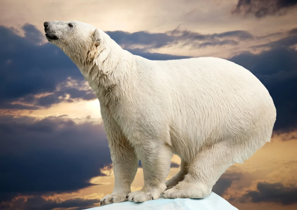 Tablou canvas: Urs Polar la Apus de Soare - Thumbnail 2