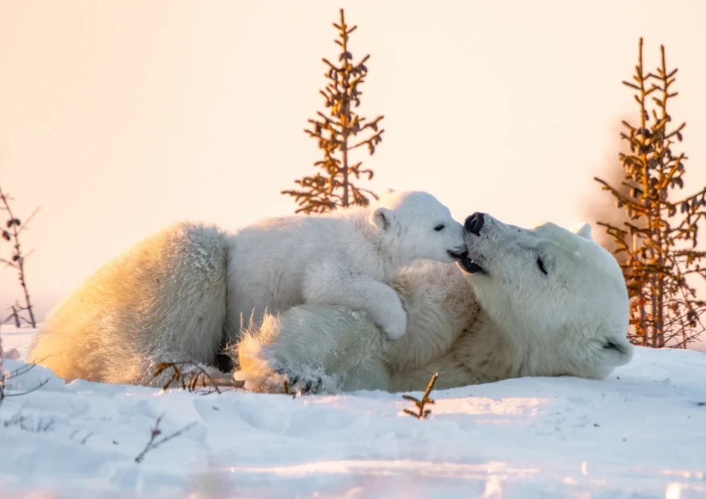 Tablou canvas: Urs Polar cu Pui în Zăpadă - Thumbnail 2