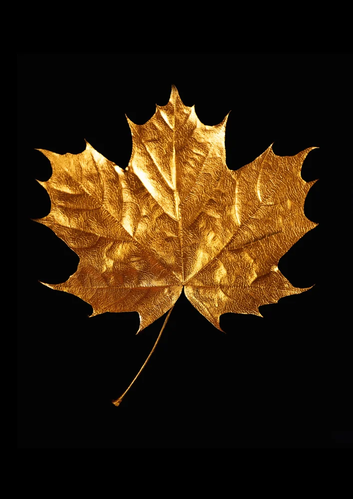 Tablou canvas: Frunză de Arțar în Tonuri Aurii - Thumbnail 2