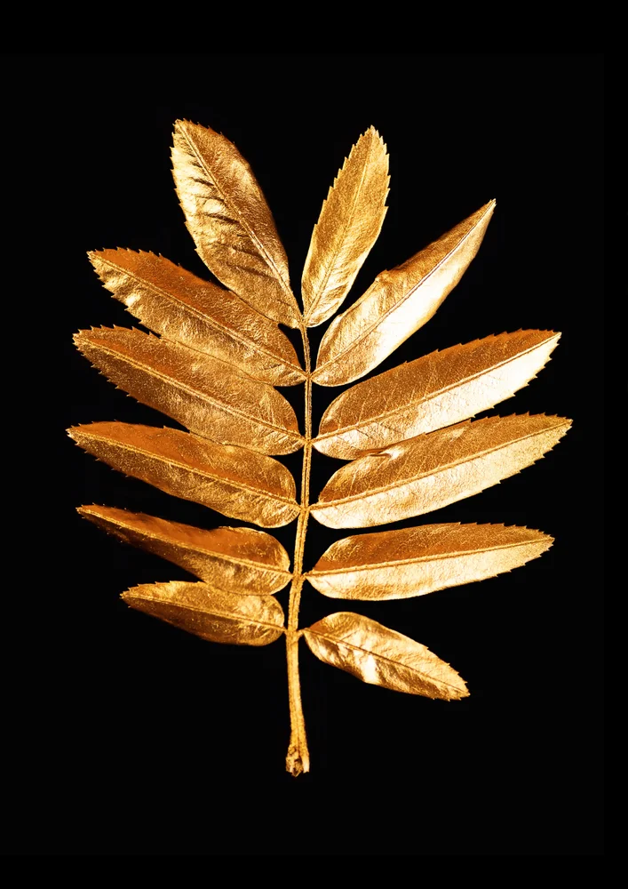 Tablou canvas: Frunză Aurie pe Fundal Negru Elegant - Thumbnail 2