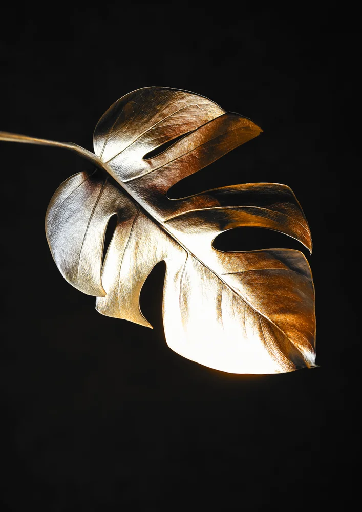 Tablou canvas: Frunză Aurie Monstera pe Fundal Întunecat - Thumbnail 2