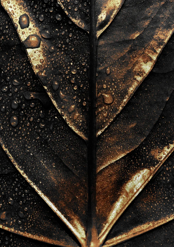 Tablou canvas: Frunză Neagră cu Picături de Apă - Thumbnail 2