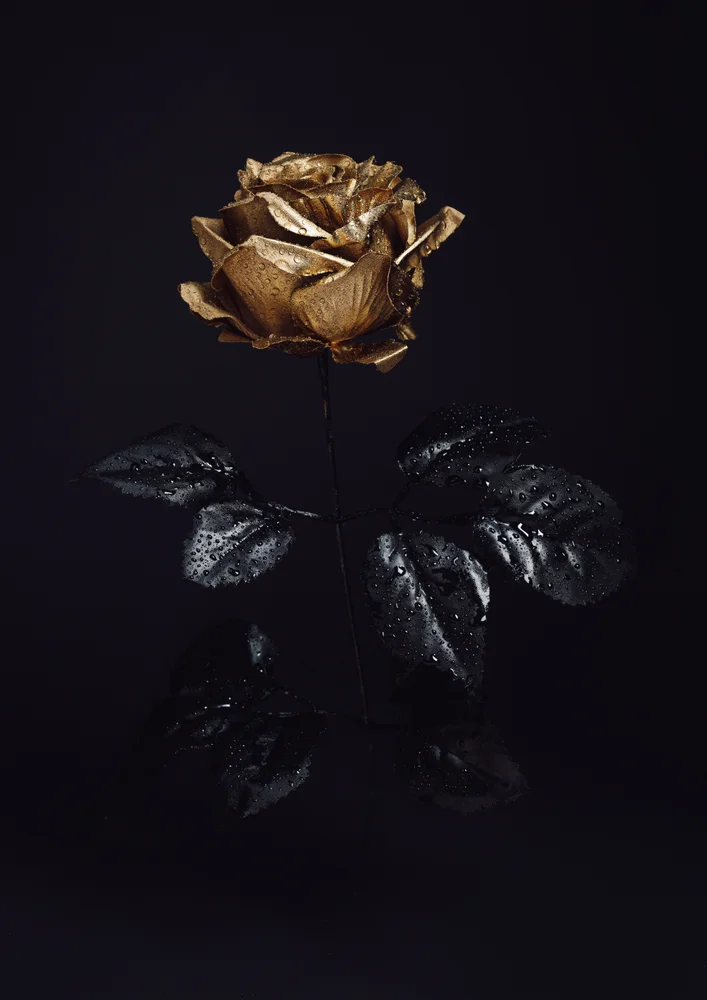 Tablou canvas: Trandafir Auriu cu Frunze Negre - Thumbnail 2