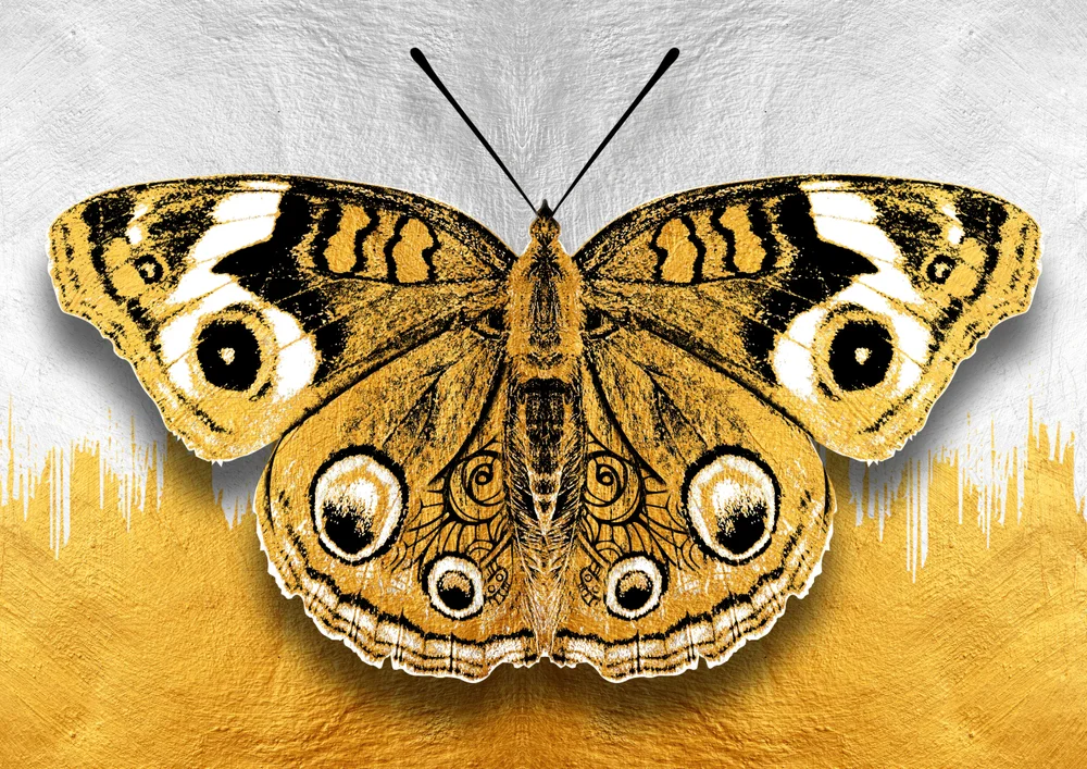 Tablou canvas: Fluture Aurit pe Fundal Contrastant - Thumbnail 2