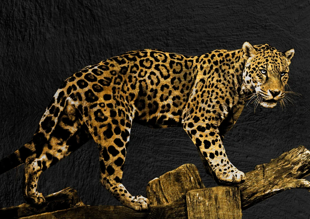 Tablou canvas: Leopard pe Fundal Negru Texturat - Thumbnail 2