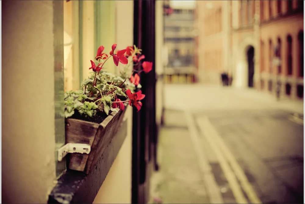 Tablou canvas: Flori Roșii la Fereastră Urbană - Thumbnail 2